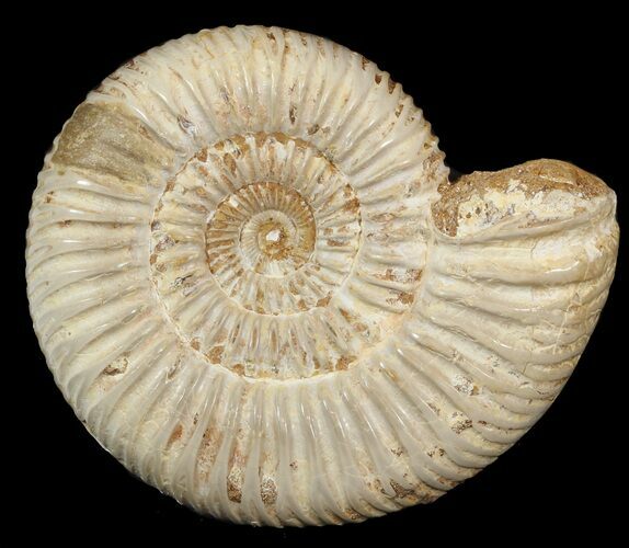 Perisphinctes Ammonite - Jurassic #46908